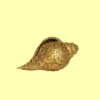 Murtikar Vishnu Shankh Small