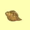 Murtikar Vishnu Shankh Small